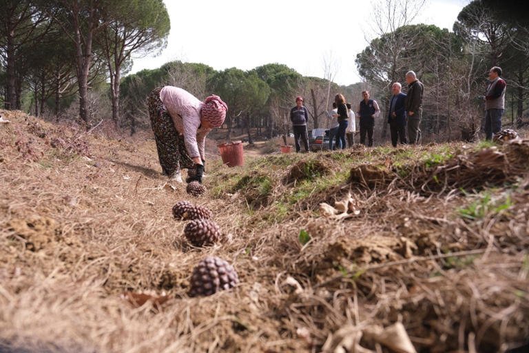 İzmir’in Bergama ilçesi Kozak Yaylası’nda, çam fıstığı hasat sezonu başladı. Çam fıstığı, orman köylüsünün yüzünü güldürmeye devam ediyor.