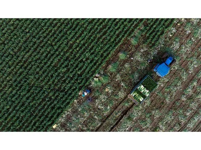 Tarım’da 3 yıl formülü: Eylül ayında başlıyor!