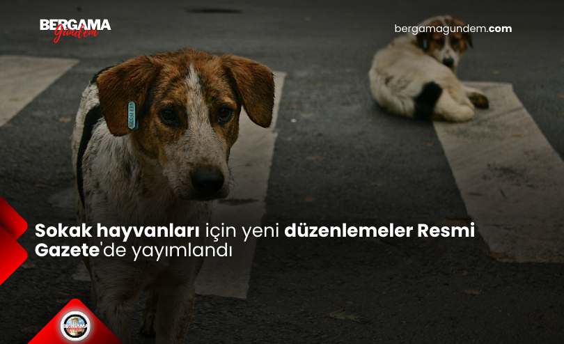 Sokak Hayvanları İçin Yeni Düzenlemeler Resmi Gazete’de Yayımlandı