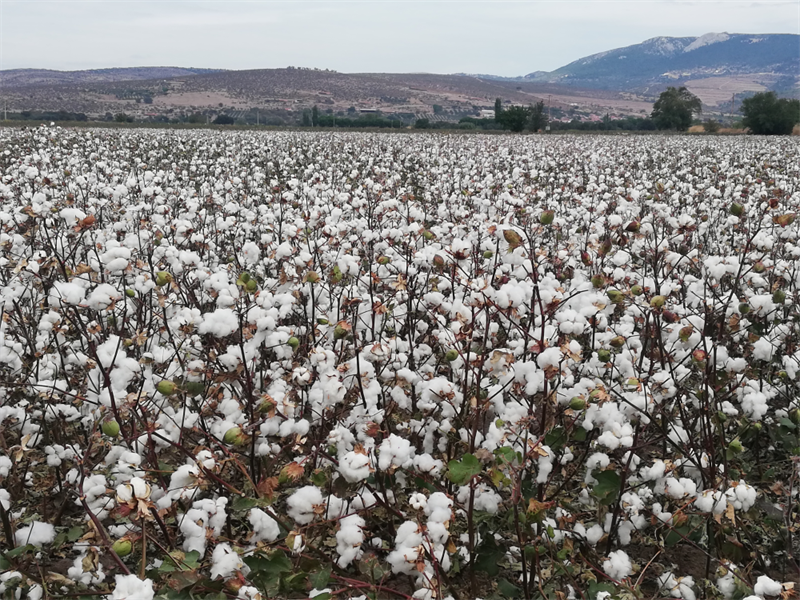 Bergama’da Beyaz Altın Çöküşte: Çiftçiler Borçlarının Ertelenmesini İstiyor