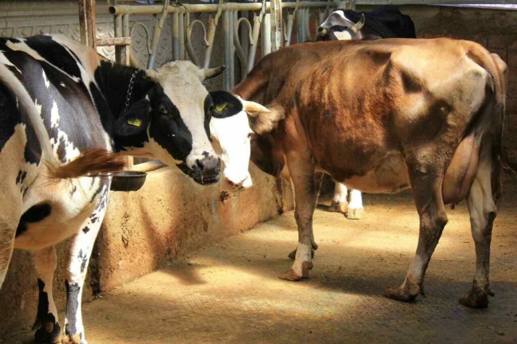 Bergama İlçe Tarım ve Orman Müdürlüğü, ilçede ve çevre mahallelerde şap hastalığı şüphesi üzerine ilçe genelinde karantina tedbirleri başlatıldığını duyurdu.