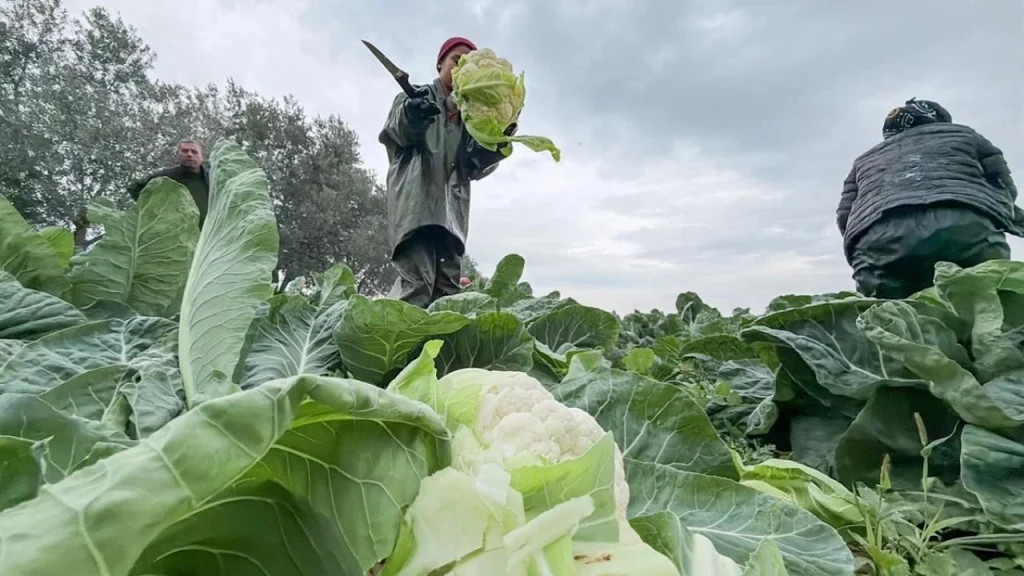 Bergama Üreticiler Birliği: “Aidat Tahsilatını Bile Yapamıyorum, Durum Vahim”